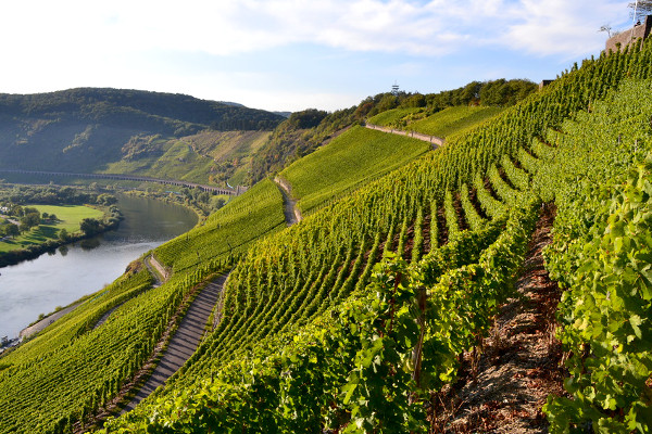 Mosel